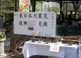 チャリティイベント桜盆栽販売実施 イメージ