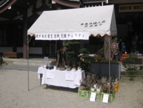 福岡市内東長寺境内チャリテイ桜盆栽･苗木販売 イメージ
