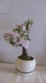 今年も「桜の盆栽」の栽培が進んでいます、　＜会員限定＞予約販売受付中！ イメージ